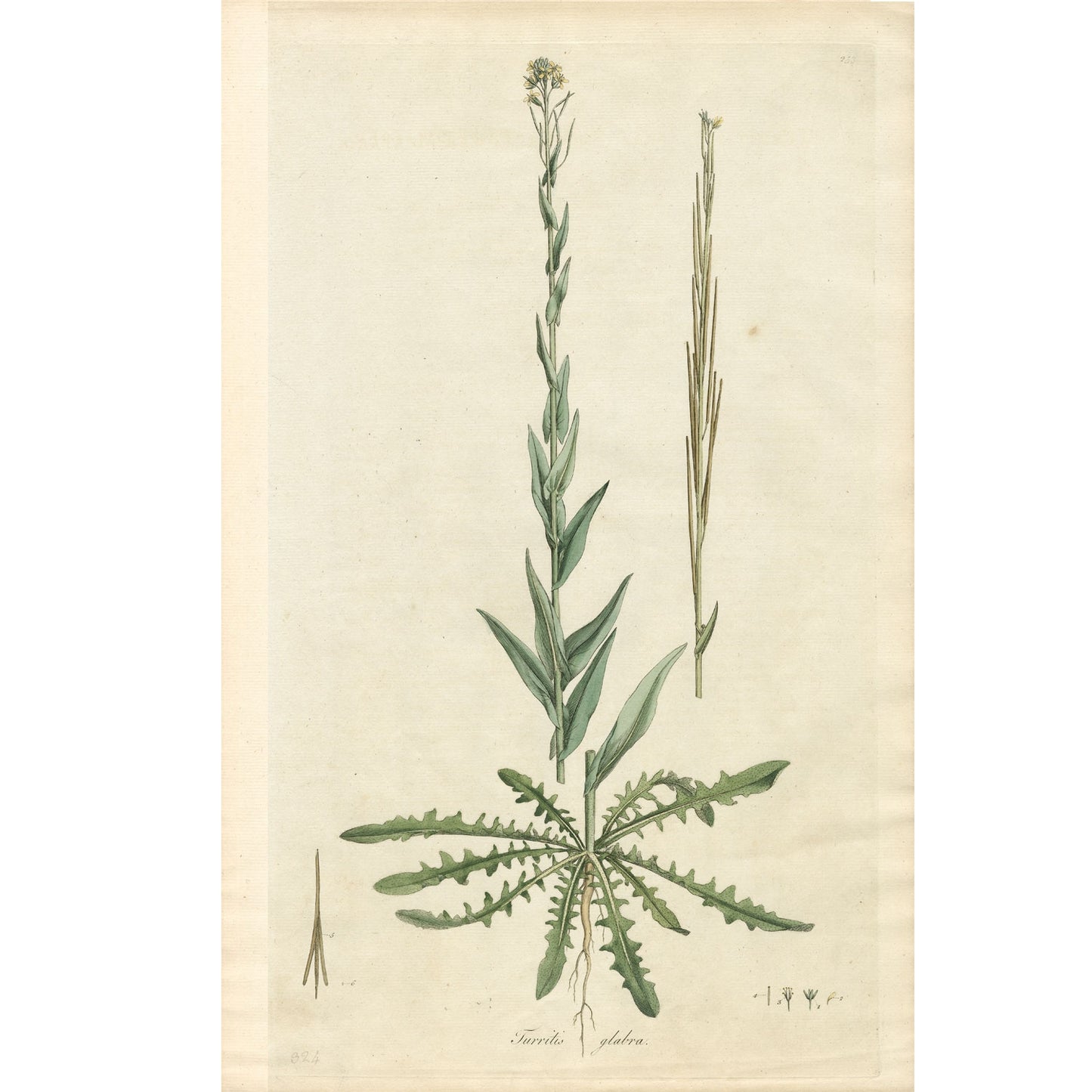 Glabra ‘Flora Londinensis’ Botanical Print