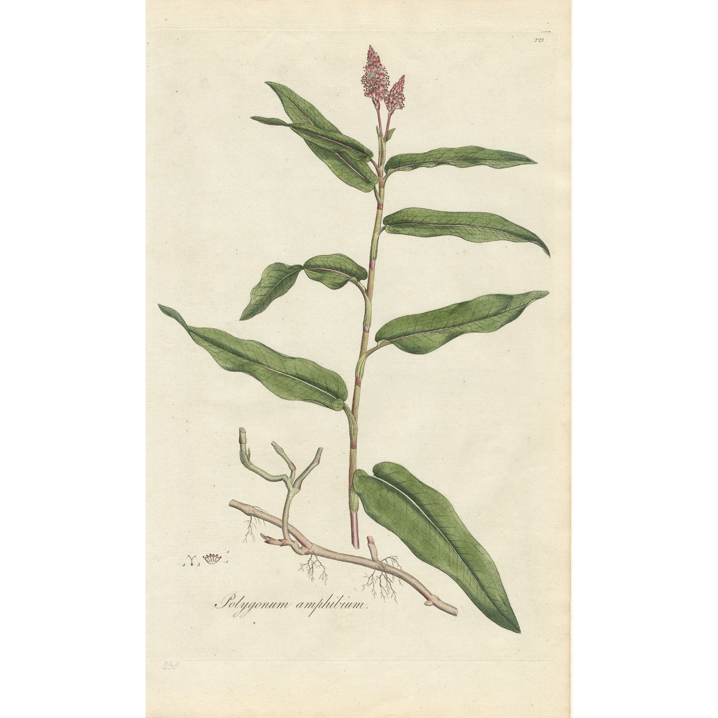 Polygonum amphibium ‘Flora Londinensis’ Botanical Print