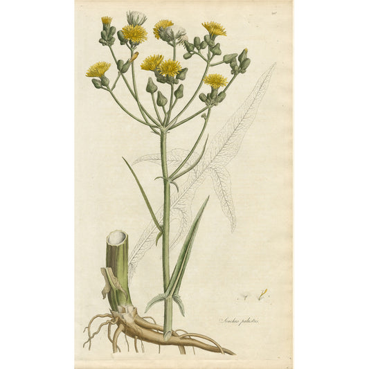 Sonchus palustris ‘Flora Londinensis’ Botanical Print
