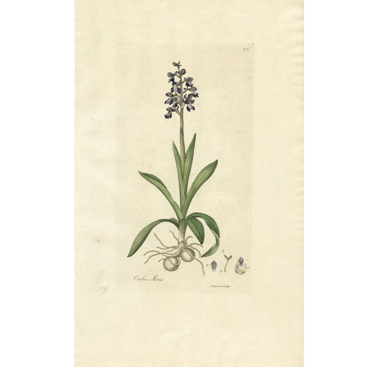 Orchis Morio ‘Flora Londinensis’ Botanical Print