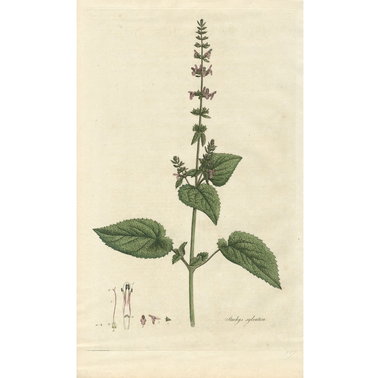 Stachys sylvatica ‘Flora Londinensis’ Botanical Print