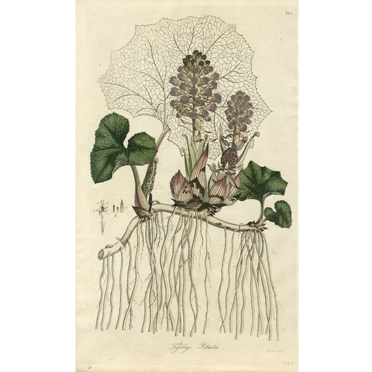 Tufsilago Petasites ‘Flora Londinensis’ Botanical Print