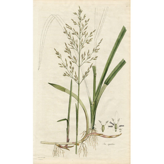 Poa aquatica ‘Flora Londinensis’ Botanical Print