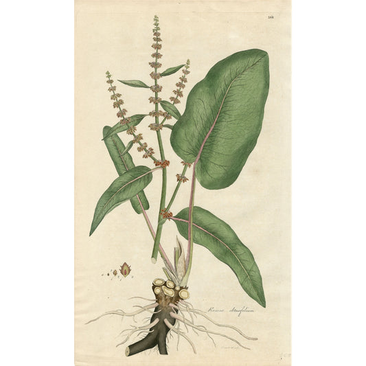 Rumex obtusifolium ‘Flora Londinensis’ Botanical Print