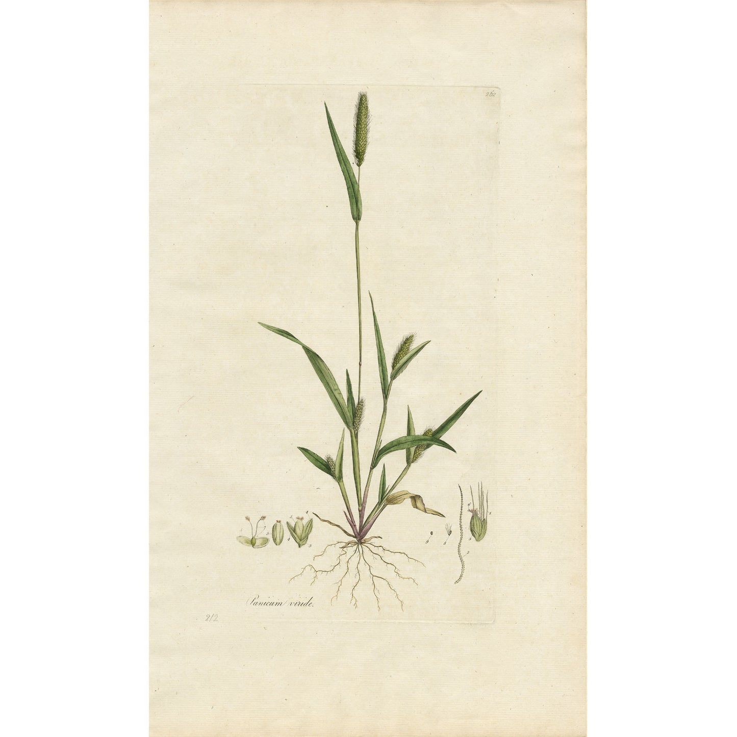 Panicum uinide ‘Flora Londinensis’ Botanical Print