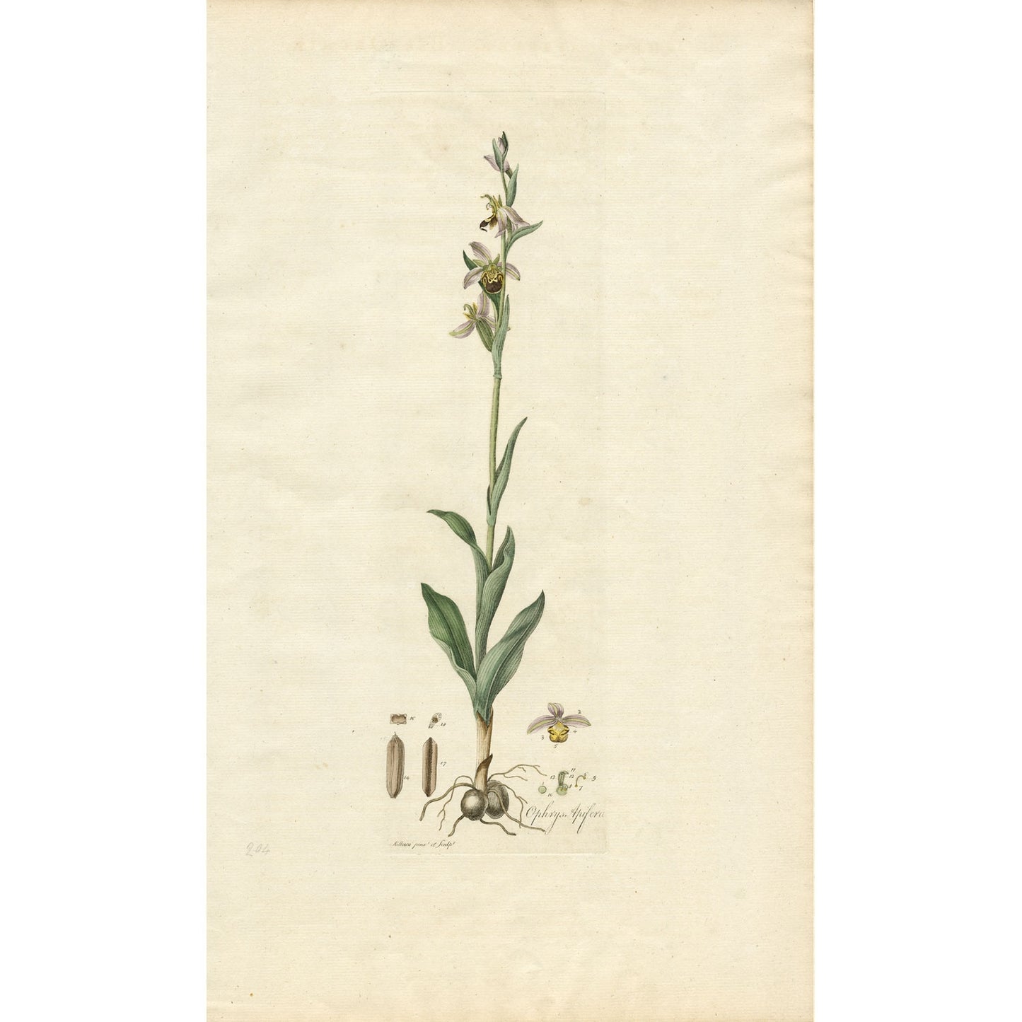 Ophrys Apifera ‘Flora Londinensis’ Botanical Print