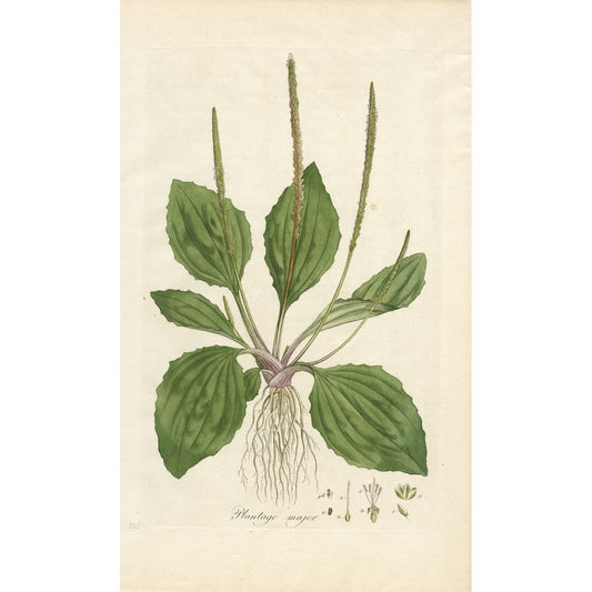 Plantago major ‘Flora Londinensis’ Botanical Print
