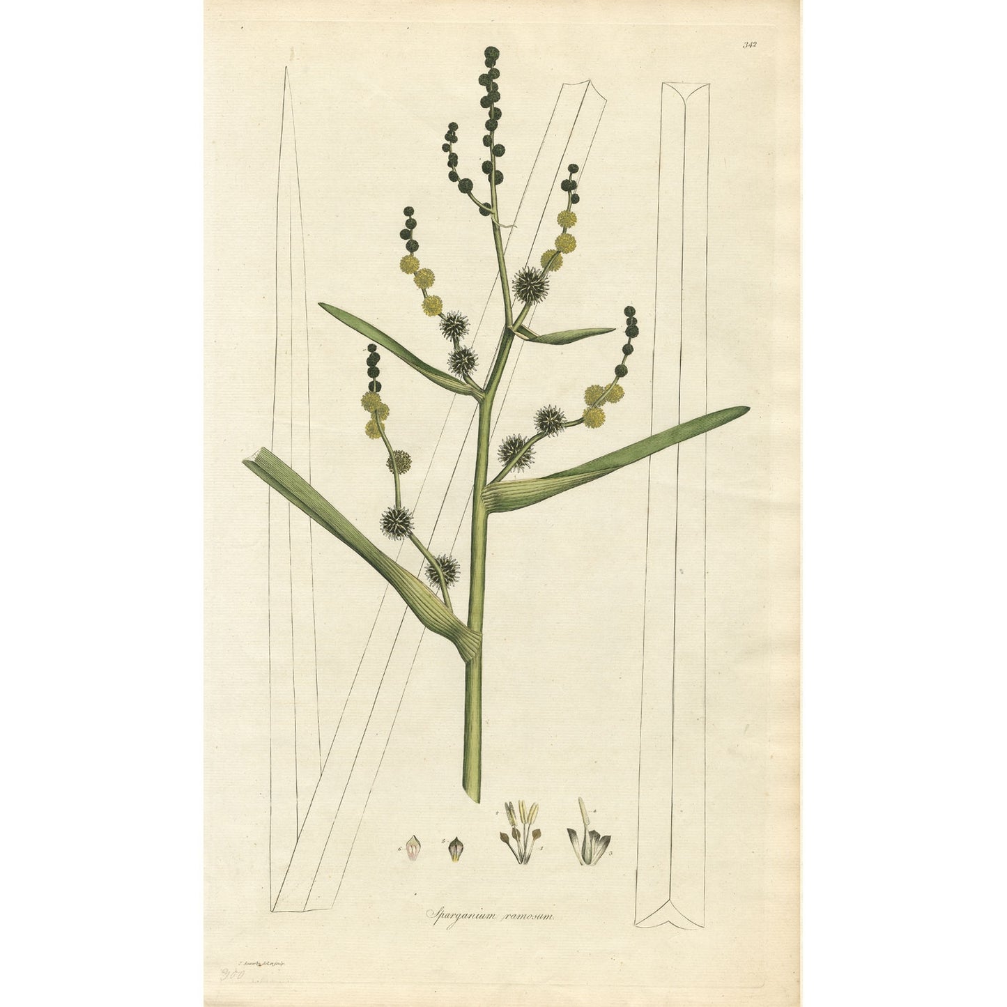 Sparganium ramosum ‘Flora Londinensis’ Botanical Print