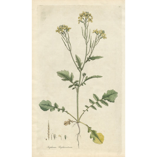 Raphanus Raphanistrum ‘Flora Londinensis’ Botanical Print