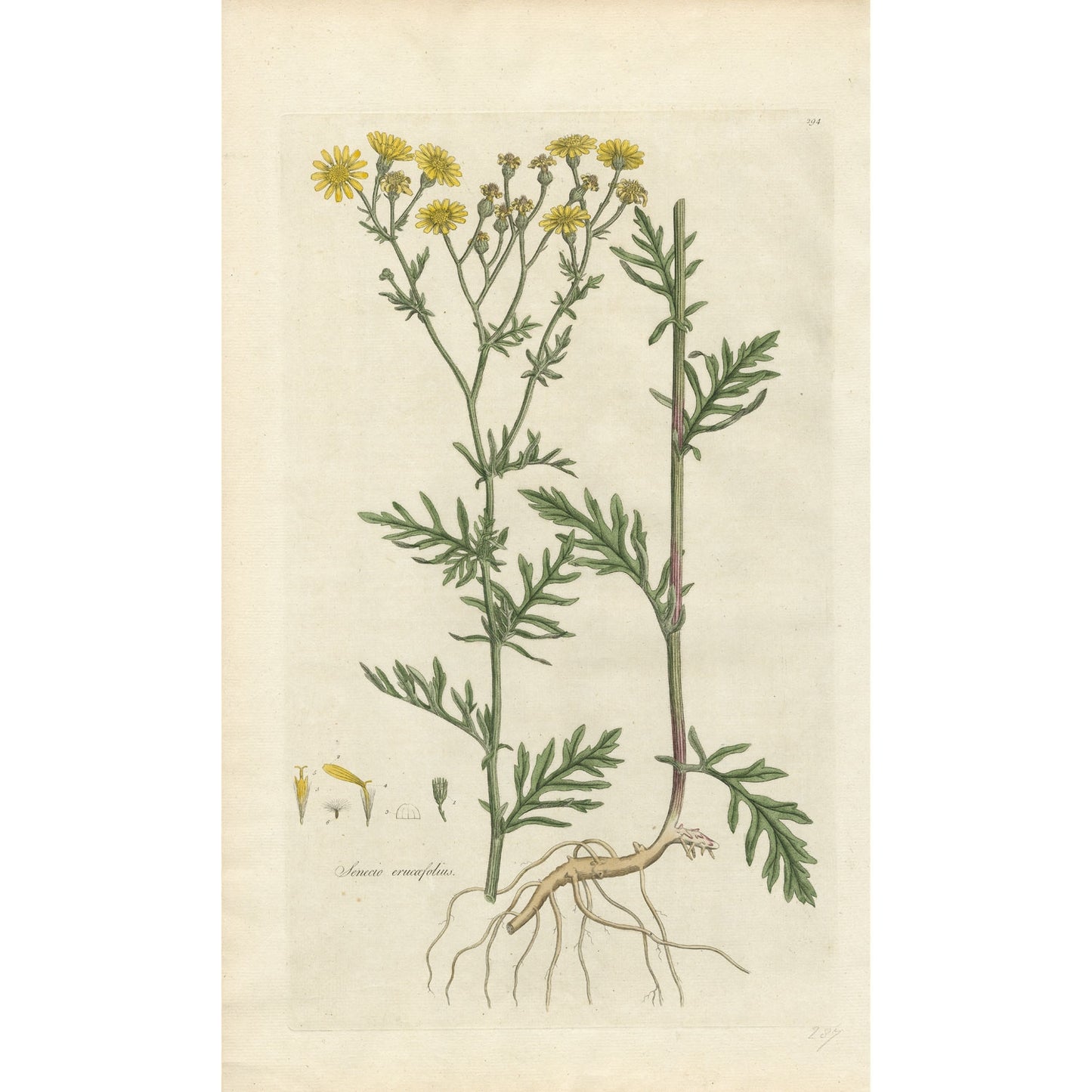 Senecio erucoefolius ‘Flora Londinensis’ Botanical Print