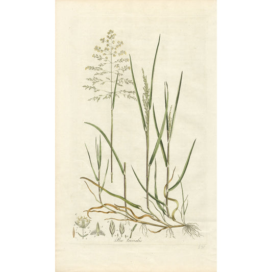 Poa trivialis ‘Flora Londinensis’ Botanical Print