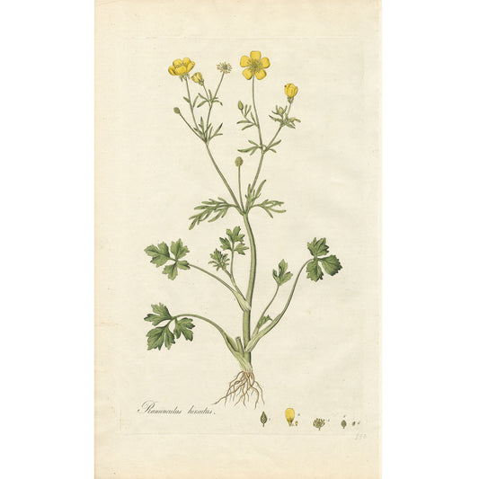 Ranunculus hirsutus ‘Flora Londinensis’ Botanical Print