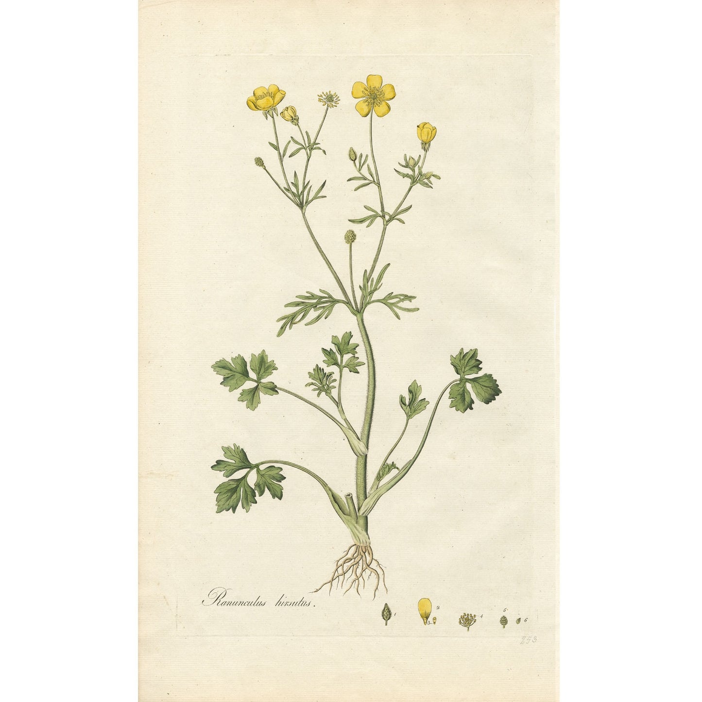 Ranunculus hirsutus ‘Flora Londinensis’ Botanical Print