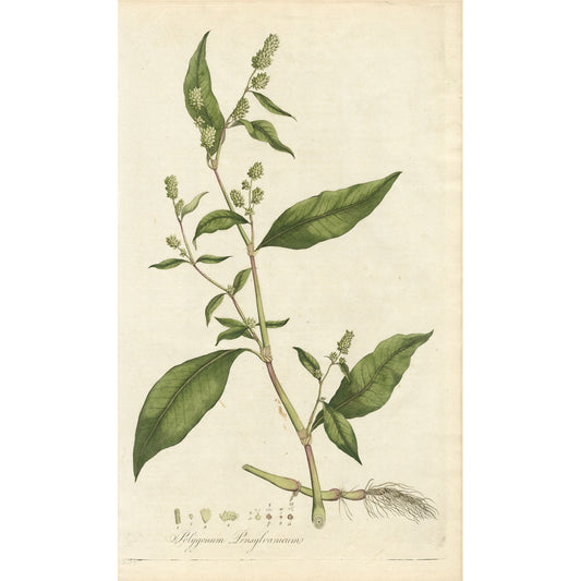 Polygonum Pensylunicum ‘Flora Londinensis’ Botanical Print