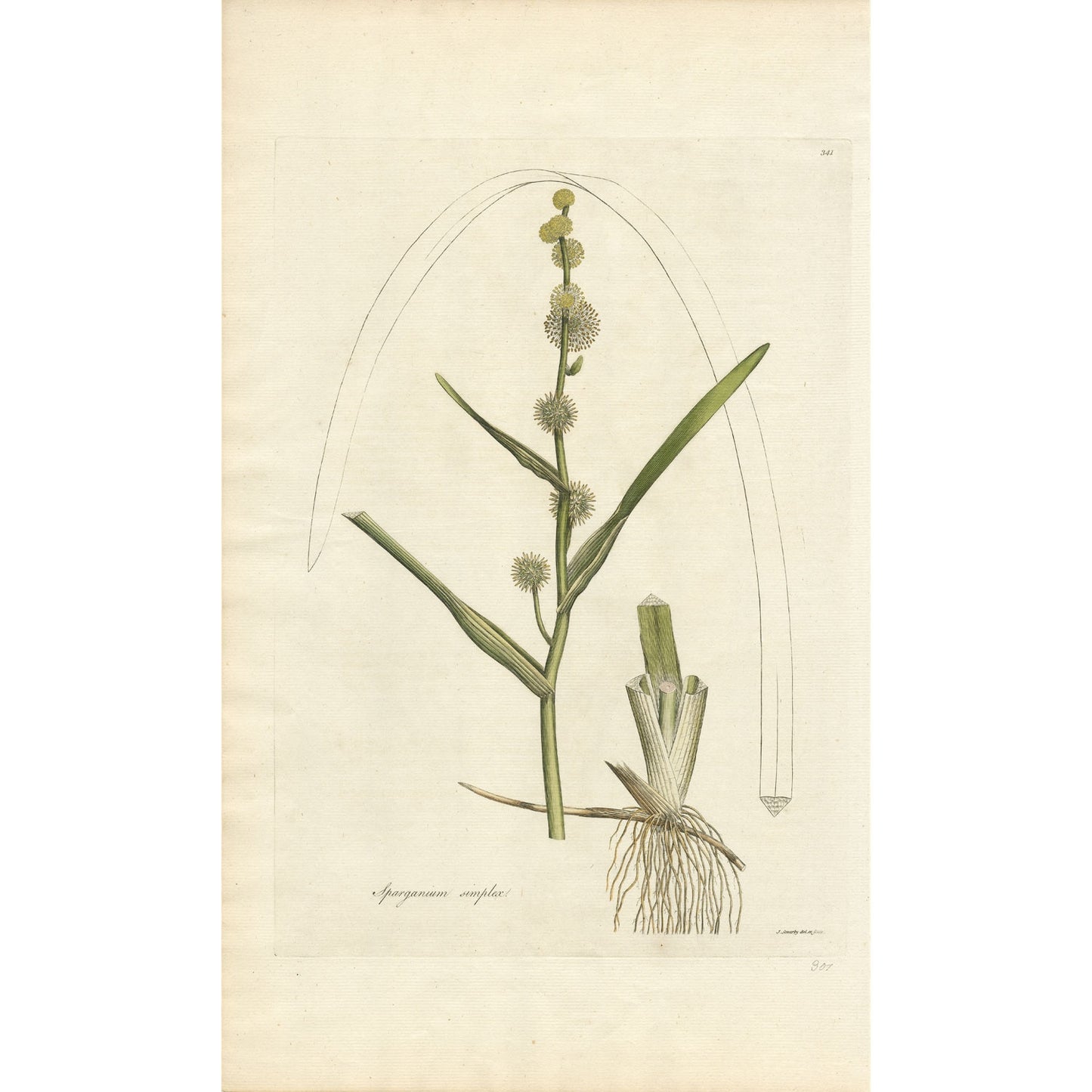 Sparganium simplex ‘Flora Londinensis’ Botanical Print