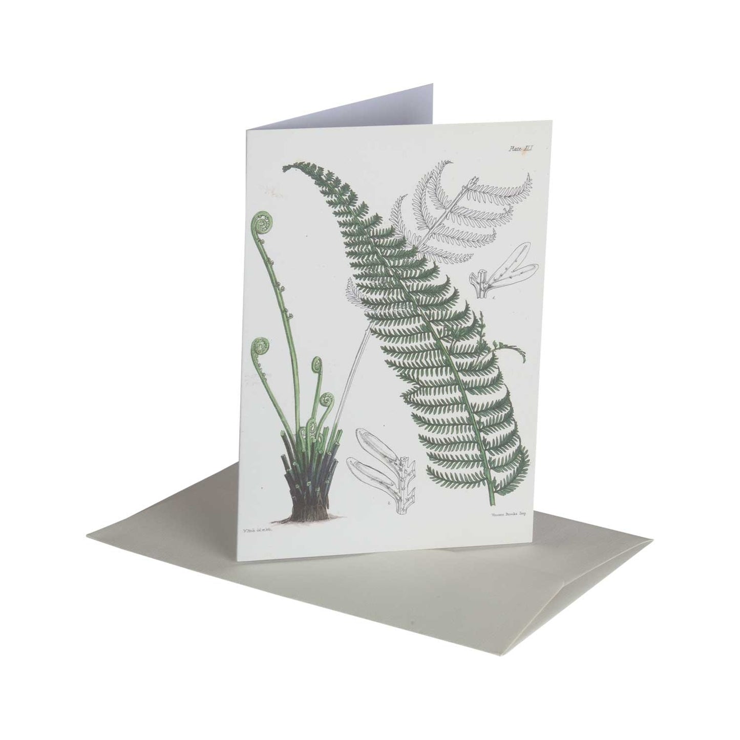 Tree fern - greeting card